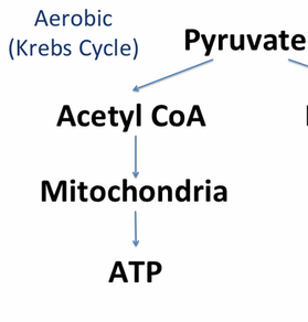 what are the end results of cellular respiration